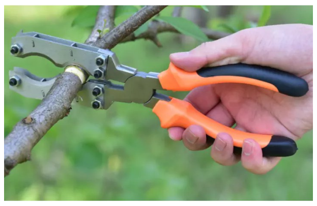 TH227-กรรไกรตัดกิ่งผลไม้ sk5 คีมตอนกิ่ง ควั่นพร้อมปอกเปลือกในขั้นตอนเดียว กรรไกรตอนกิ่ง ใช้งานง่ายที่สุด ตอนกิ่งไม้ ปอกเปลือก